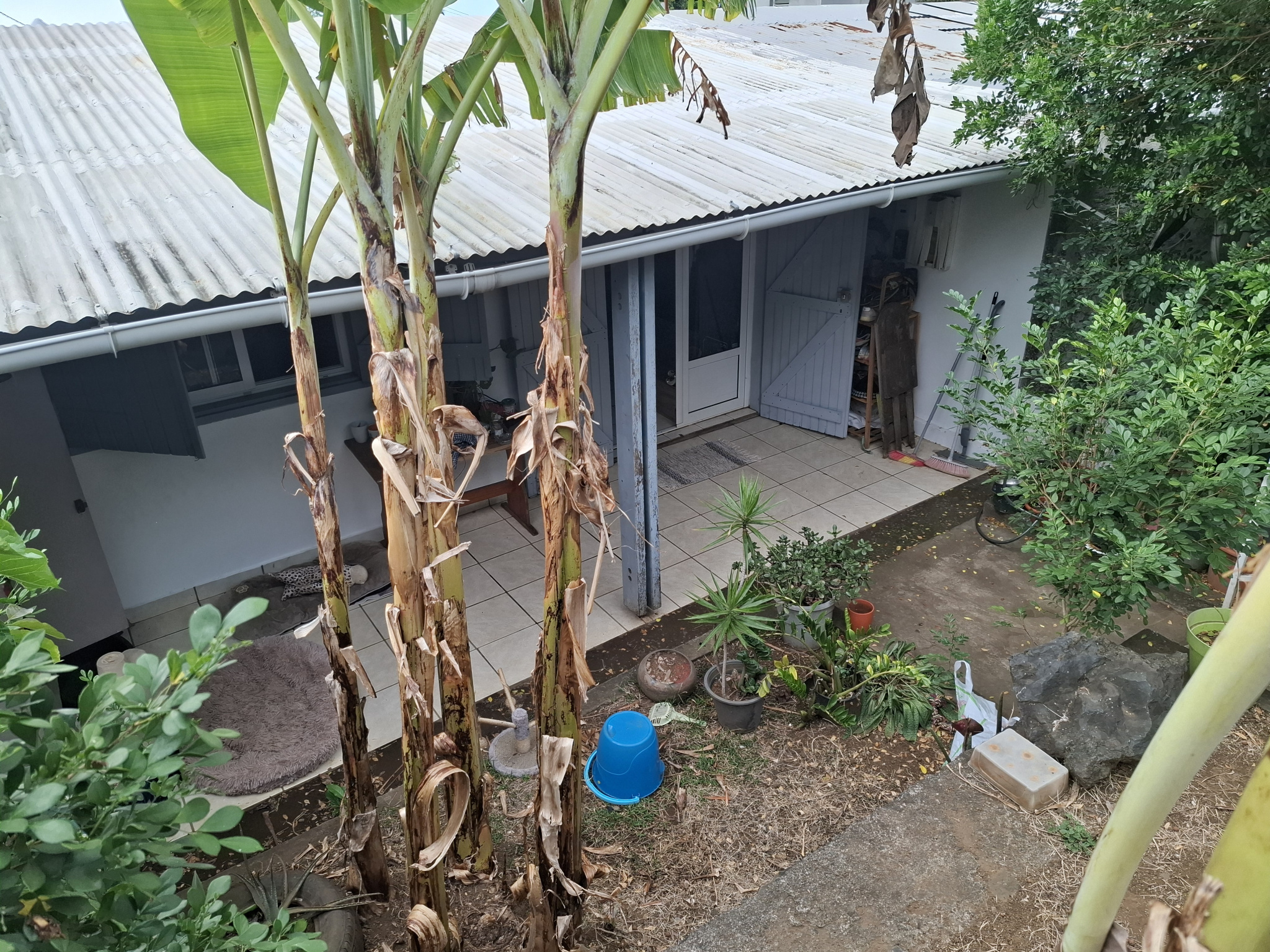 Agence immobilière de NATO IMMOBILIER 974